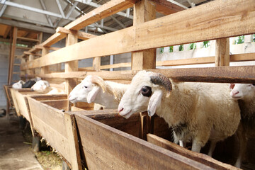 Healthy Sheep in Clean Pen Waiting for Eid al-Adha