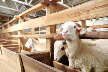 Healthy Lamb in a Clean Wooden Pen