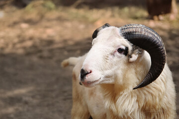 Healthy Male Goat with Curved Horns Standing in Farmyard