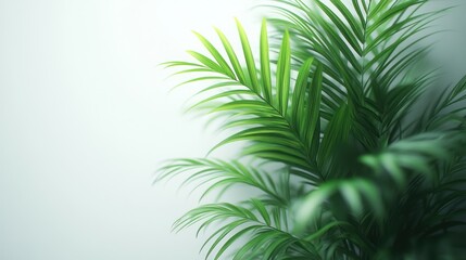 Fototapeta premium Vibrant palm plant against a light background