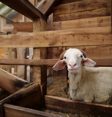 Healthy Sheep Inside Traditional Livestock Barn