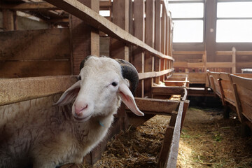 Domestic Goat Inside Rural Wooden Barn
