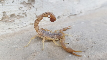Scorpion with Curved Stinger Tail on Pale Ground
