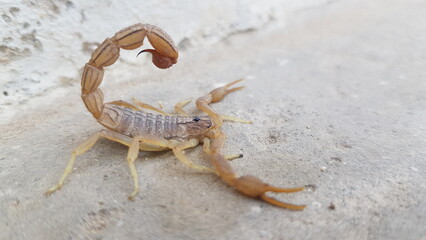 Scorpion with Curved Stinger Tail on Pale Ground