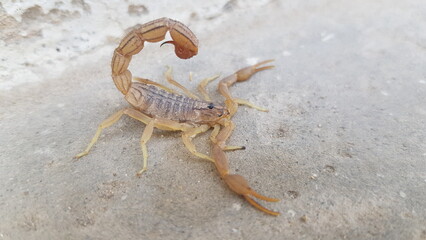 Scorpion with Curved Stinger Tail on Pale Ground