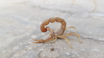 Golden Brown Scorpion Poised with Arched Tail and Stinger on Textured Surface