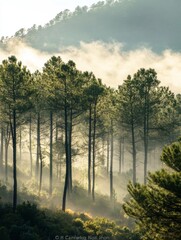 Fototapeta premium Foggy Pine Forest with Morning Sunlight 
