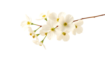 Obraz premium Delicate white flower blossom natural setting botanical photography minimalist environment close-up view