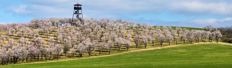Almond orchard, spring blossoming pink almond orchard