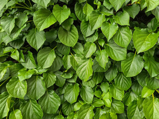 green leaves background during spring