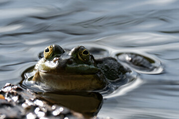Edible frog (Pelophylax esculentus) in a lake.