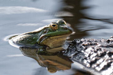 Edible frog (Pelophylax esculentus) in a lake.