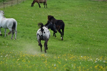 Auf und davon. Temperamentvoller Appaloosa galoppiert davon