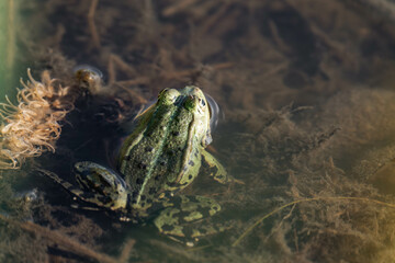 Edible frog (Pelophylax esculentus) in a lake.
