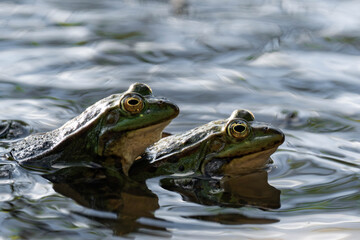 Edible frog (Pelophylax esculentus) in a lake.