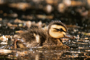 Mallard duckling swimming on a lake in the sunlight.
