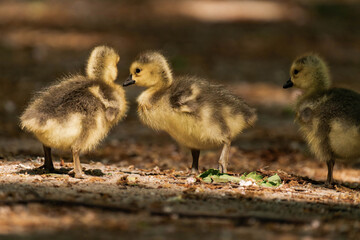 Canada geeslings in the grass during summer.
