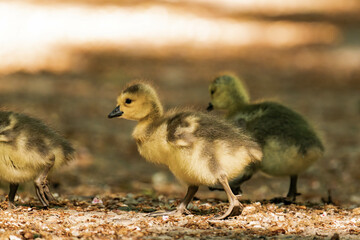 Canada geeslings in the grass during summer.