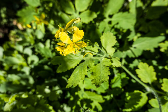 Grosses Sch&ouml;llkraut, Schellkraut (Chelidonium majus)