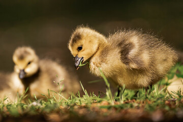 Canada geeslings in the grass during summer.