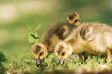 Canada geeslings in the grass during summer.