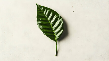 A single green leaf against a plain white background.