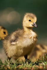 Canada geesling in the grass during summer.