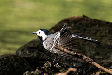 White wagtail (Motacilla alba) at a lake.