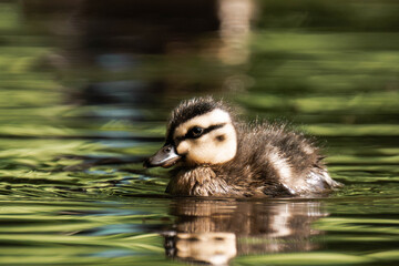 Mallard duckling swimming on a lake in the sunlight.