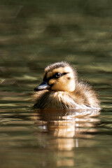 Mallard duckling swimming on a lake in the sunlight.