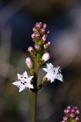 Blüten des Fieberklee (Menyanthes trifoliata) im Gartenteich