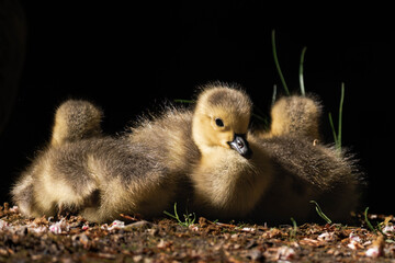 Canada geesling cuddling in the grass during summer.