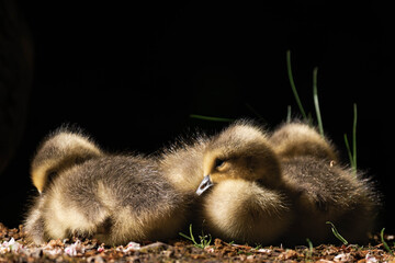 Canada geesling cuddling in the grass during summer.