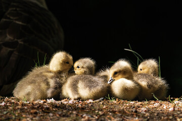 Canada geesling cuddling in the grass during summer.