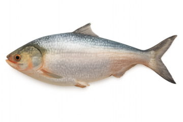 Fresh Hilsa Fish Isolated on Plain Background