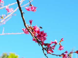 Bees fly to suck nectar from pink flowers. The branch of Wild Himalayan Cherry in winter. 