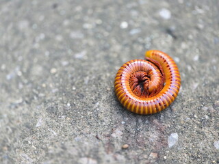 Millipedes curl up in circle up on cement floor. The millipede is an invertebrate. Their protective...