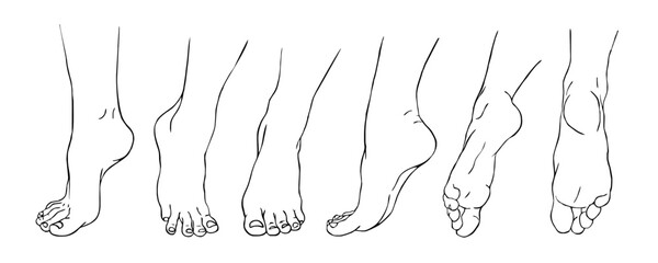 woman feet set line drawing    vector illustration © tarikdiz