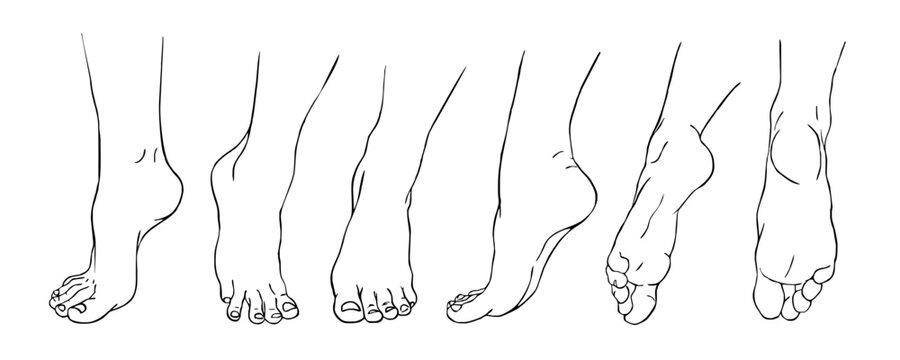 woman feet set line drawing    vector illustration