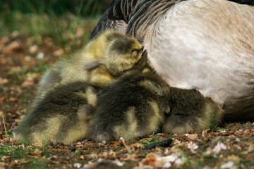 Canada geesling cuddling with their mother in the grass during summer.