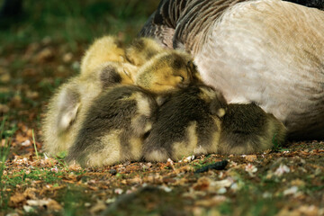 Canada geesling cuddling with their mother in the grass during summer.