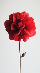 Exquisite Red Paper Flower on White Background Symbolizing Love Romance and Elegant Craftsmanship for Celebratory Occasions and Beautiful Handmade Decorations