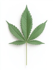 Green cannabis leaf isolated on white background
