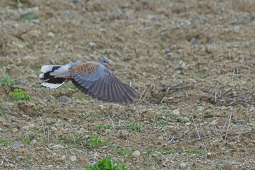 European turtle dove flying over the field