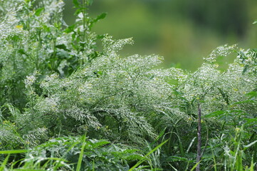 After the spring rain