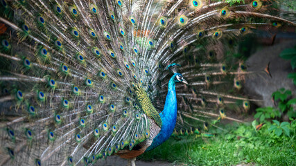 Obraz premium Vibrant peacock with open tail feathers
