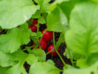 Growing radishes in the garden. Radish plantation. The importance of healthy vegetables in nutrition