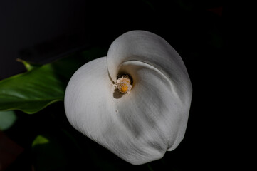 Beautiful photos of White Lily 05.25