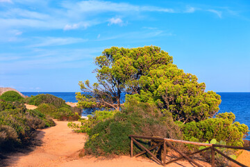 Obraz premium Serene coastal path lined with green shrubs and green tree, leading toward tranquil blue sea under clear sky. Rustic wooden fence borders the trail, enhancing natural beauty of Mediterranean landscape