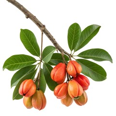 Cluster of ackee fruits on a tree branch with green leaves background